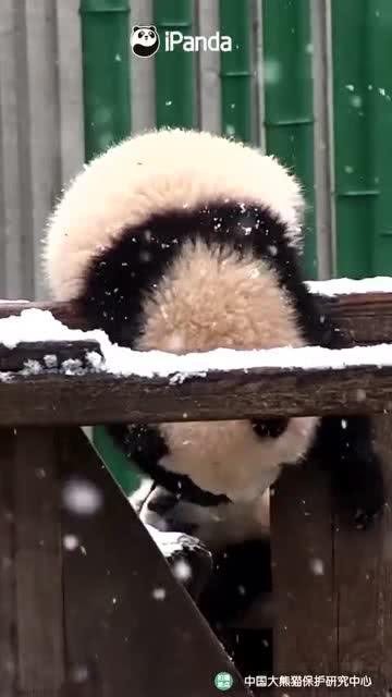 吃瓜小熊偏光镜,探索偏光镜的魅力