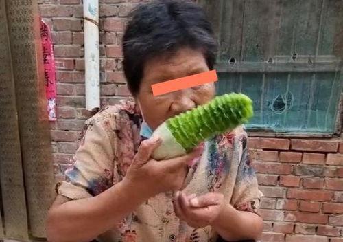 河南逗哥吃瓜,揭秘网络红人的幕后故事