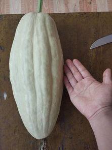 吃小瓜有毒吗,吃小瓜是否真的有毒？