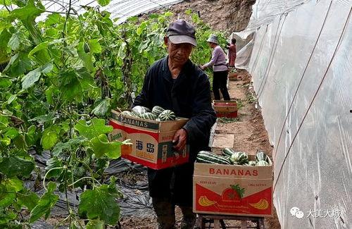 吃瓜大城县,一场全民参与的乡村盛宴