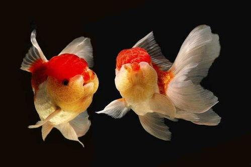 小金鱼儿子吃瓜,一场吃瓜引发的欢乐冒险