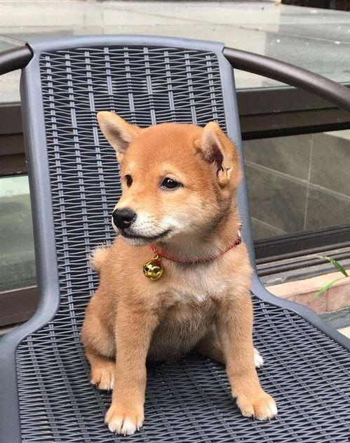 带你吃瓜奇葩小狗视频,小狗带你领略另类美食之旅