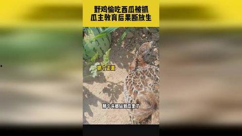 野鸡 吃瓜,揭秘农村生活的趣味瞬间