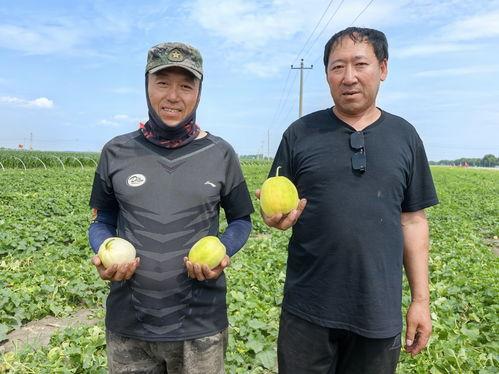 黑龙江吃瓜大队,揭秘东北美食文化新潮流