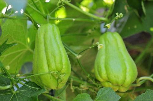 佛手瓜老瓜怎么吃,探索老瓜新吃法