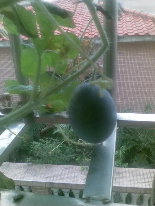 阳台吃瓜搞笑视频,笑料横生，欢乐无限！