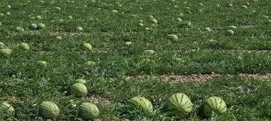 乡村故乡吃瓜,回味乡村夏日时光