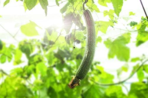 夏季吃瓜天经地义,吃瓜消暑，天经地义！