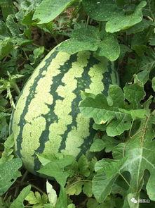 地里吃瓜图片大全,地里吃瓜图片大全集锦