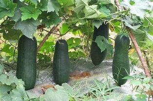 小草吃大瓜,挑战大瓜的生态传奇