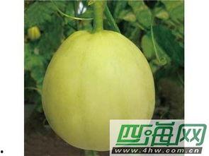 吃瓜长溃疡,揭秘日常饮食中的健康隐患