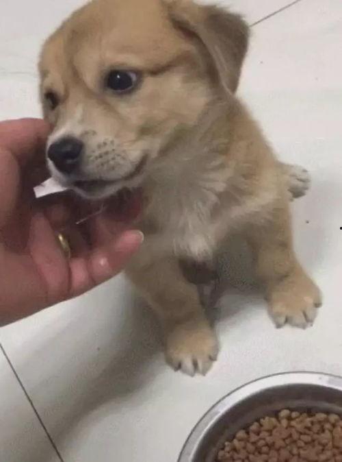 学中医的土狗吃瓜,中医养生之道与生活吃瓜心得