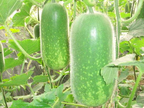 打击吃瓜现象的方法,构建清朗网络空间