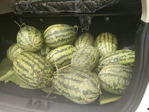 吃瓜帖是什么,从“吃瓜帖”看网络文化的演变