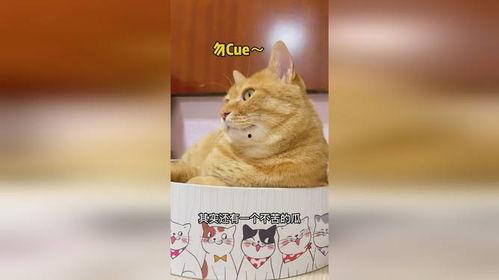 猫罐吃瓜,揭秘猫咪的娱乐时光