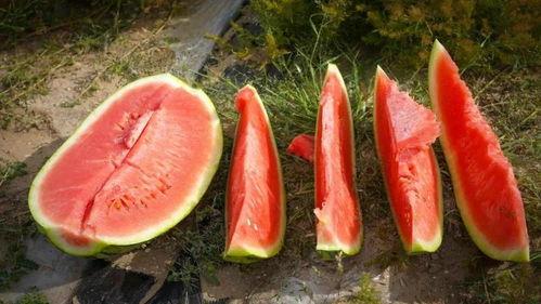 双河市吃瓜,品味夏日甜蜜时光