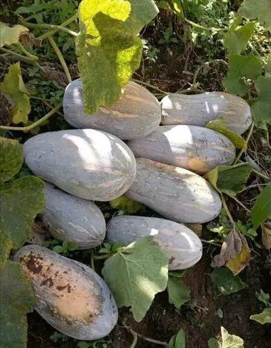 云南农村吃瓜吗