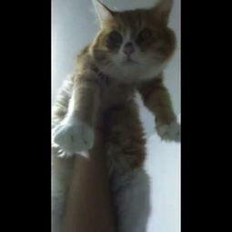 懒猫 吃瓜酱,揭秘美食与休闲的完美融合