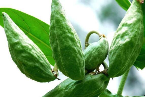 牛吃瓜的视频,一场意想不到的田园趣味秀