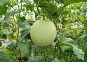 吃高品质瓜,尽享高品质瓜果盛宴