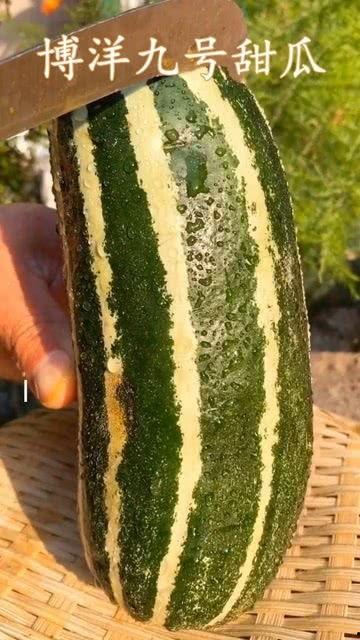 带你吃瓜带我吃瓜,跟我一起吃瓜探秘