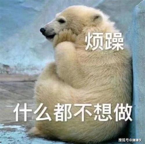 白熊吃瓜图片表情包,趣味横生的网络潮流