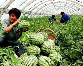 长沙吃货瓜,跟随“吃货瓜”解锁长沙地道风味