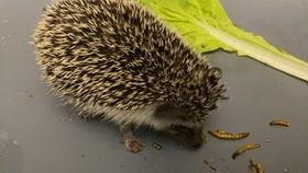 田野视频刺猬吃瓜,田野间的趣味瞬间