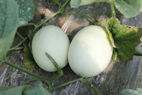 梦中在瓜地里吃瓜,一场甜蜜的梦境之旅