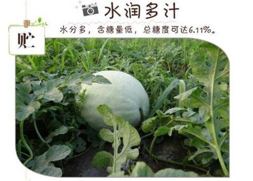 肺癌吃三白瓜好吗,天然食疗的养生之道