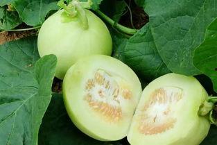 添伊外贸吃瓜,揭秘跨境电商的“吃瓜”故事