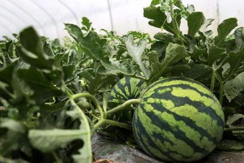 九二路吃瓜,揭秘网红美食背后的吃瓜故事