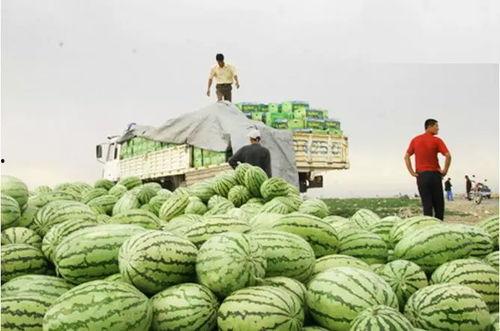 北汇吃瓜,揭秘娱乐圈幕后故事