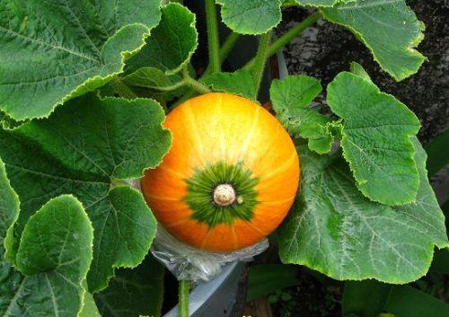 哺乳期可以吃酥瓜吗,酥瓜的适宜食用指南