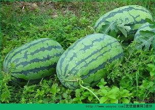 春天吃瓜图片,解锁春季美味新选择