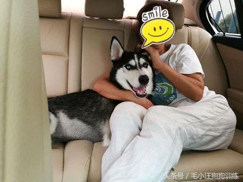 带你吃瓜奇葩狗子,那些让人捧腹大笑的“奇葩狗子”瞬间