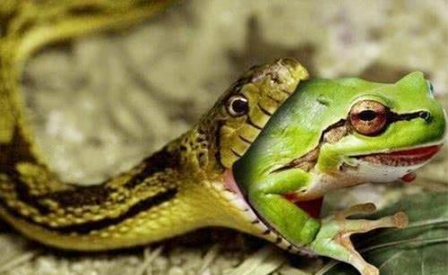 青蛙也会吃瓜,揭秘青蛙吃瓜的奇妙现象