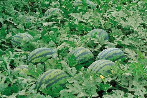 51cg吃瓜花店,揭秘虚拟世界中的花艺潮流与社交新趋势