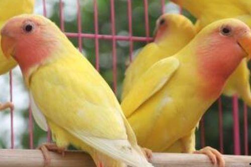 牡丹鹦鹉吃哈密瓜拉稀,牡丹鹦鹉食用哈密瓜引发拉稀现象解析