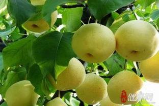 支气管炎可以吃哈密瓜,哈密瓜助力缓解不适