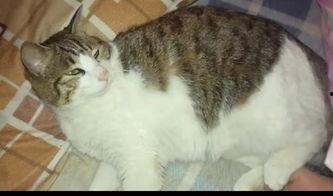 吃瓜二猫,揭秘娱乐圈背后的趣味故事