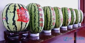 吃巨大硒砂瓜,探寻巨大硒砂瓜的独特魅力