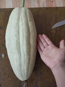 小瓜的瓜心可以吃吗有毒吗,可食用还是有毒隐患？