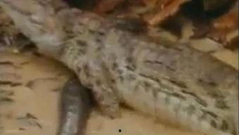 鳄鱼吃瓜搞笑段子
