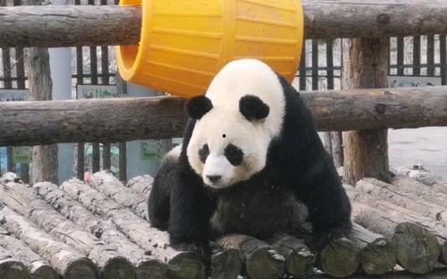 雪憨憨大号吃瓜,揭秘娱乐圈幕后真相