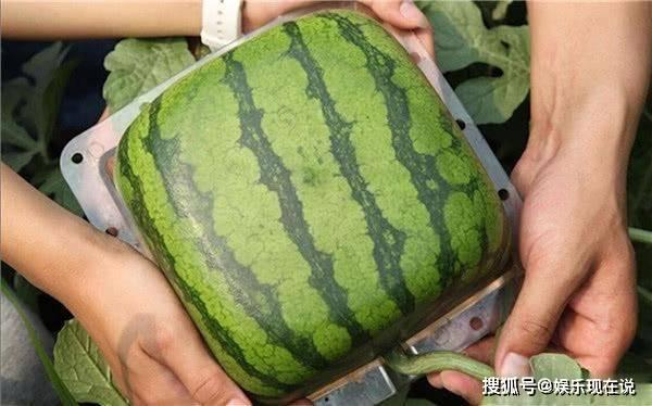 自出瓜可吃