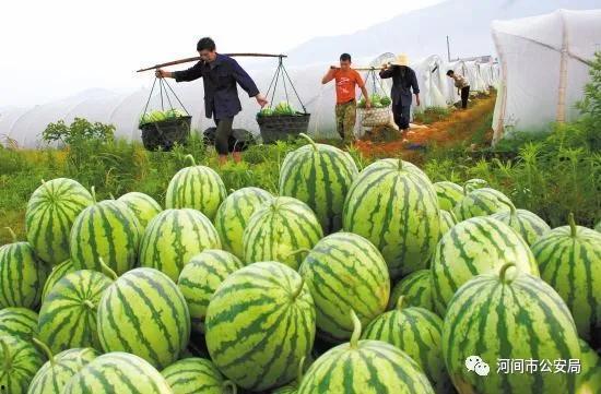 吃瓜大妈照片大全,照片大全里的欢乐瞬间